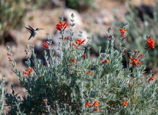 Hummingbird Bush Plant Care: Grow Flame Acanthus for Pollinators Hummingbird bush flame acanthus with orange-red tubular flowers attracting a hummingbird in a sunny garden