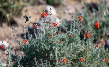 Hummingbird Bush Plant Care: Grow Flame Acanthus for Pollinators Hummingbird bush flame acanthus with orange-red tubular flowers attracting a hummingbird in a sunny garden