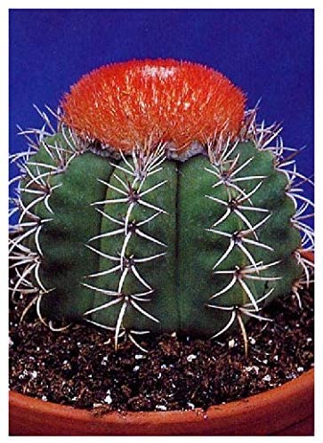 How To Grow A Cactus From Seed