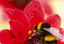 Pollinators: 3 Early Pollinators Plants With Sowing Instructions pollinators