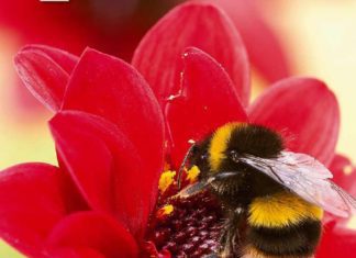 Pollinators: 3 Early Pollinators Plants With Sowing Instructions pollinators