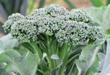 Sprouting Broccoli: Planting Purple Broccoli Seeds Plus 3 Delicious Recipes Sprouting Broccoli