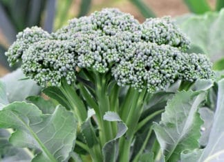 Sprouting Broccoli: Planting Purple Broccoli Seeds Plus 3 Delicious Recipes Sprouting Broccoli