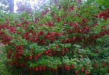 What Plants Are Acid Loving: Make Acid-Loving Border what plants are acid loving