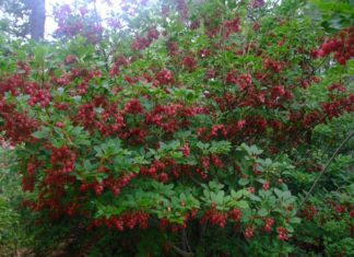 What Plants Are Acid Loving: Make Acid-Loving Border what plants are acid loving