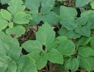 Allegheny Spurge Pachysandra procumbens