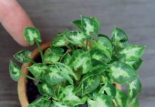 Arrowhead Plant: Amazing Mini Pixie Dwarf Arrowhead Plant Arrowhead Plant