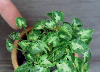 Arrowhead Plant: Amazing Mini Pixie Dwarf Arrowhead Plant Arrowhead Plant