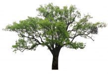 Camphor Tree (Cinnamomum camphora) Info Camphor Tree