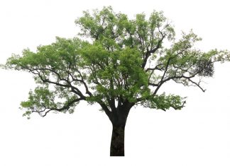 Camphor Tree (Cinnamomum camphora) Info Camphor Tree