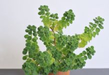 Cuban Oregano: Is It Same As Authentic Oregano? Cuban Oregano