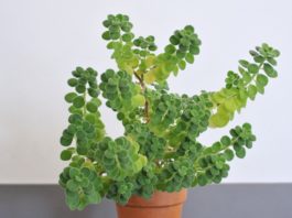 Cuban Oregano: Is It Same As Authentic Oregano? Cuban Oregano