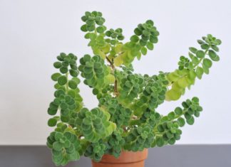 Cuban Oregano: Is It Same As Authentic Oregano? Cuban Oregano