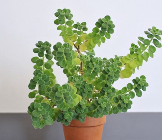 Cuban Oregano: Is It Same As Authentic Oregano? Cuban Oregano