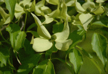 Dogwood Tree And Shrubs: 6 Quality Tips Dogwood