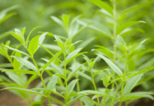 Lemon Verbena: Try The Refreshing, Citrusy Tang Of Lemon Verbena Lemon Verbena