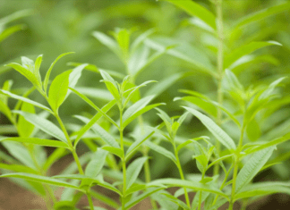 Lemon Verbena: Try The Refreshing, Citrusy Tang Of Lemon Verbena Lemon Verbena