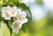 Mock Orange: History And What Sort To Plant Mock Orange