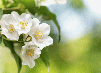 Mock Orange: History And What Sort To Plant Mock Orange