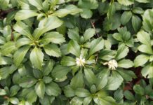 How to Grow Pachysandra: A Complete Ground Cover Guide Pachysandra Terminalis