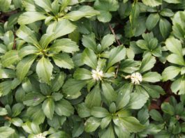 How to Grow Pachysandra: A Complete Ground Cover Guide Pachysandra Terminalis