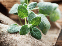 Sage Health Benefits: Uses, Tea, Cooking, Growing & Safety Guide Sage