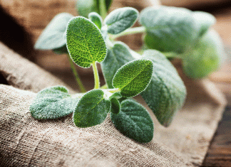 Sage Health Benefits And Culinary Uses Sage