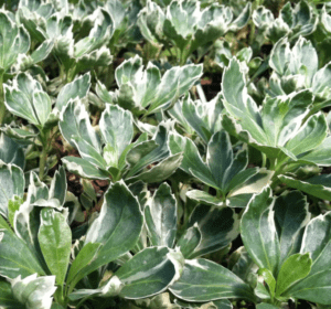 Silver Edge Pachysandra'Silver Edge' Pachysandra