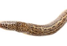 Slugs In Garden: Pests Or Perhaps Not? Slugs In Garden