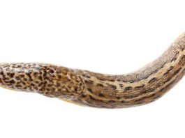 Slugs In Garden: Pests Or Perhaps Not? Slugs In Garden