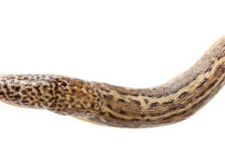 Slugs In Garden: Pests Or Perhaps Not? Slugs In Garden