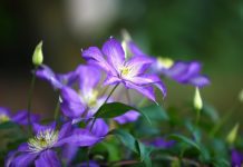 Spring Clematis: Blooming Time is Exciting Spring Clematis