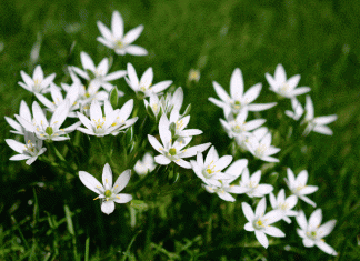 Star of Bethlehem: Distribution, Habitat, and Growth Star of Bethlehem