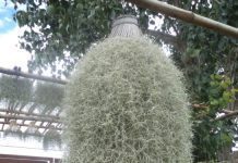Tillandsia, Air Plant, 5 Easy Types You Can Try TILLANDSIA-Spanish Moss