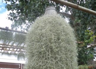 Tillandsia, Air Plant, 5 Easy Types You Can Try TILLANDSIA-Spanish Moss