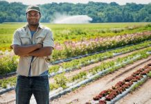 Vegetable Crops: 10 Prime Crops To Sow In Spring Vegetable Crops