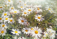 Chamomile: Health Benefits, Growing, Harvesting And Using chamomile