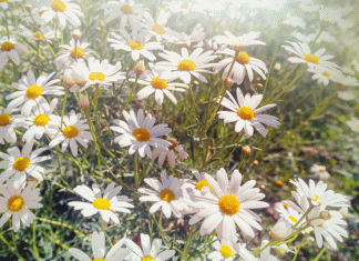 Chamomile: Health Benefits, Growing, Harvesting And Using chamomile