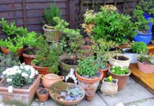 Container Gardening And 10 Detailed Tips How To Do It Container Gardening