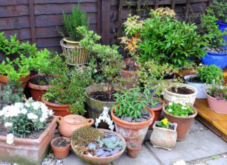 Container Gardening And 10 Detailed Tips How To Do It Container Gardening