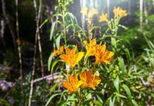 Are Orchids Poisonous For Cats – Truth Or Myth? Are Orchids Poisonous For Cats