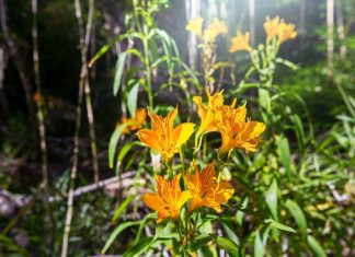 Are Orchids Poisonous For Cats – Truth Or Myth? Are Orchids Poisonous For Cats