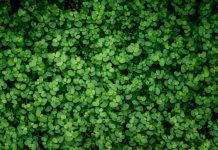 Baby’s Tear Plant – How to Grow Baby’s Tear Plant Baby’s Tear Plant