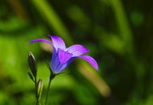 Bellflower – Campanula: Bellflower Care Bell Flower