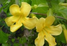 Cats Claw Vine And 1 Surprising Medical Use Cat’s Claw vine Plant