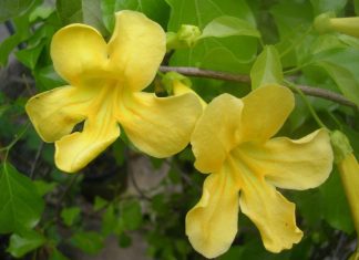 Cats Claw Vine And 1 Surprising Medical Use Cat’s Claw vine Plant