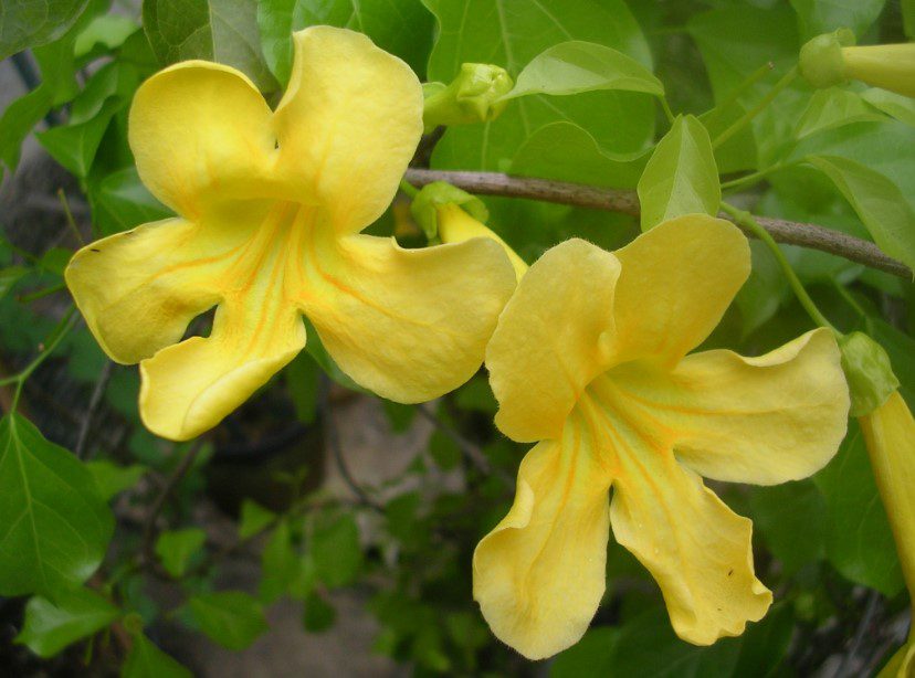 Cats Claw vine Plant