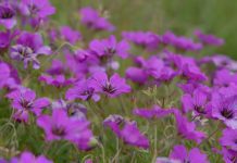 Cranesbills Geraniums: How To Plant And Care For Cranesbills Geranium
