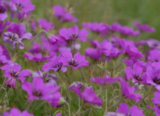 Cranesbills Geraniums: How To Plant And Care For Cranesbills Geranium