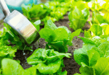 Feeding Plants The Natural Way: 9 Recipes Feeding Plants